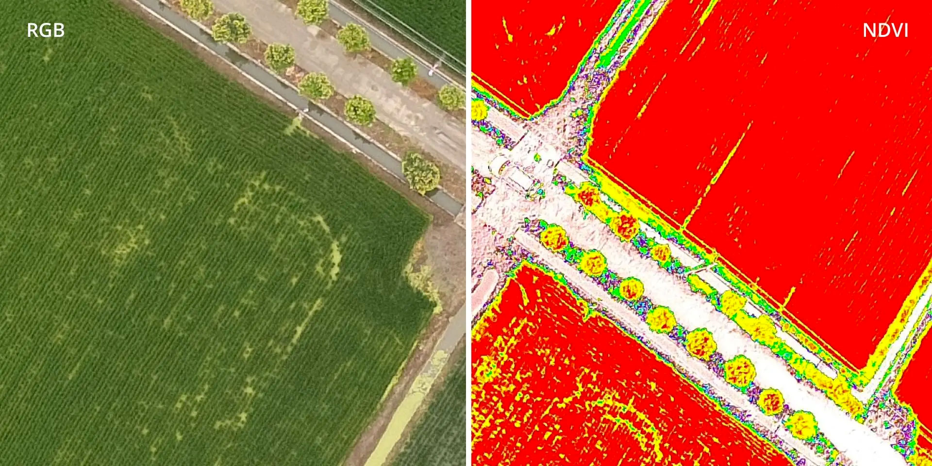 DJI P4 Multispectral View Both RGB and NDVI Feeds